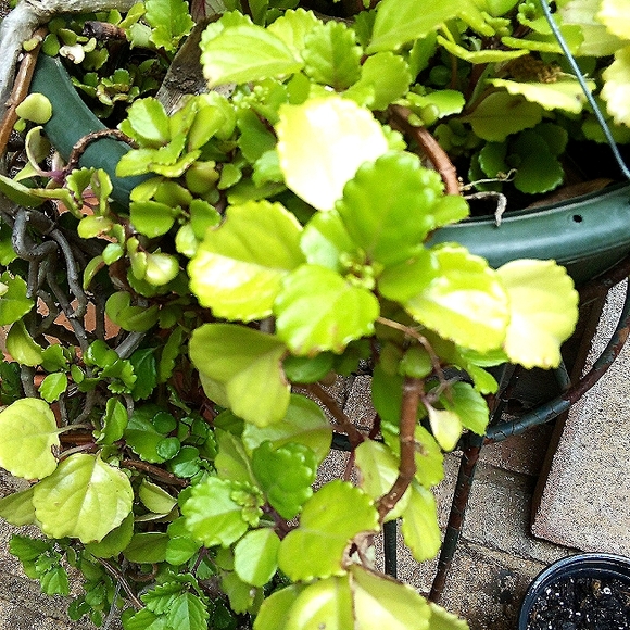 Swedish Ivy Cuttings - Picture 3 of 4